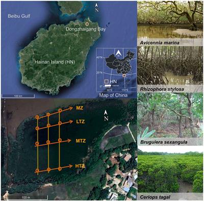 Tidal zone effects on the diet composition of leaf-eating crabs in natural mangrove communities: a stable isotope analysis